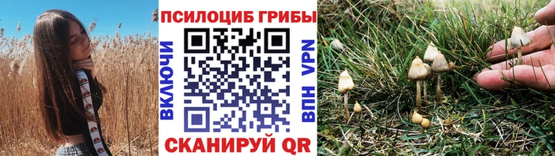 Псилоцибиновые грибы Psilocybe  Байкальск 